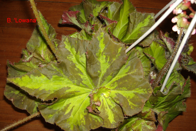 B. ‘Lowana’